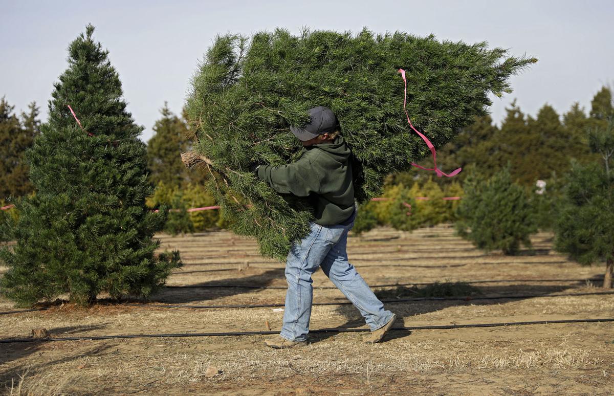 CHRISTMAS TREES (copy)