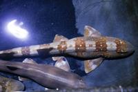 Oklahoma Aquarium sharks