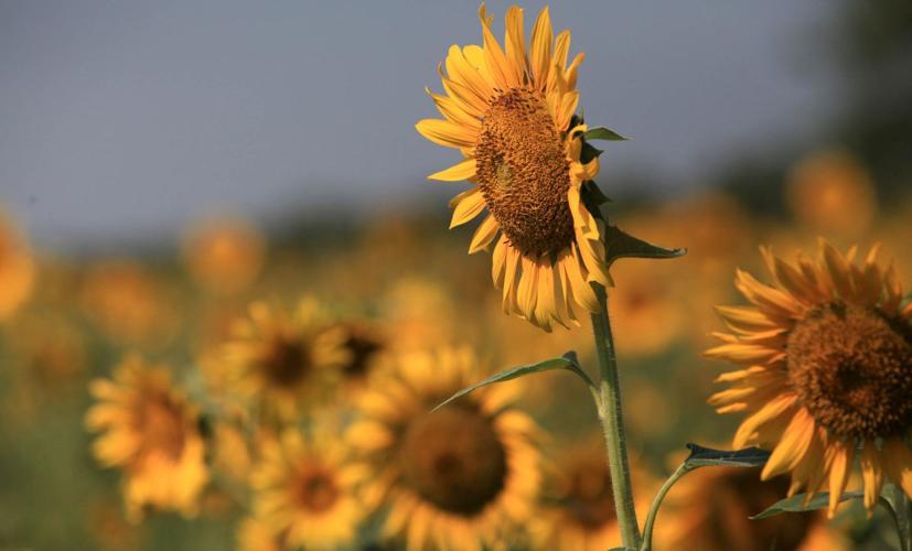 Master Gardener Plant cheery sunflowers now to brighten your garden