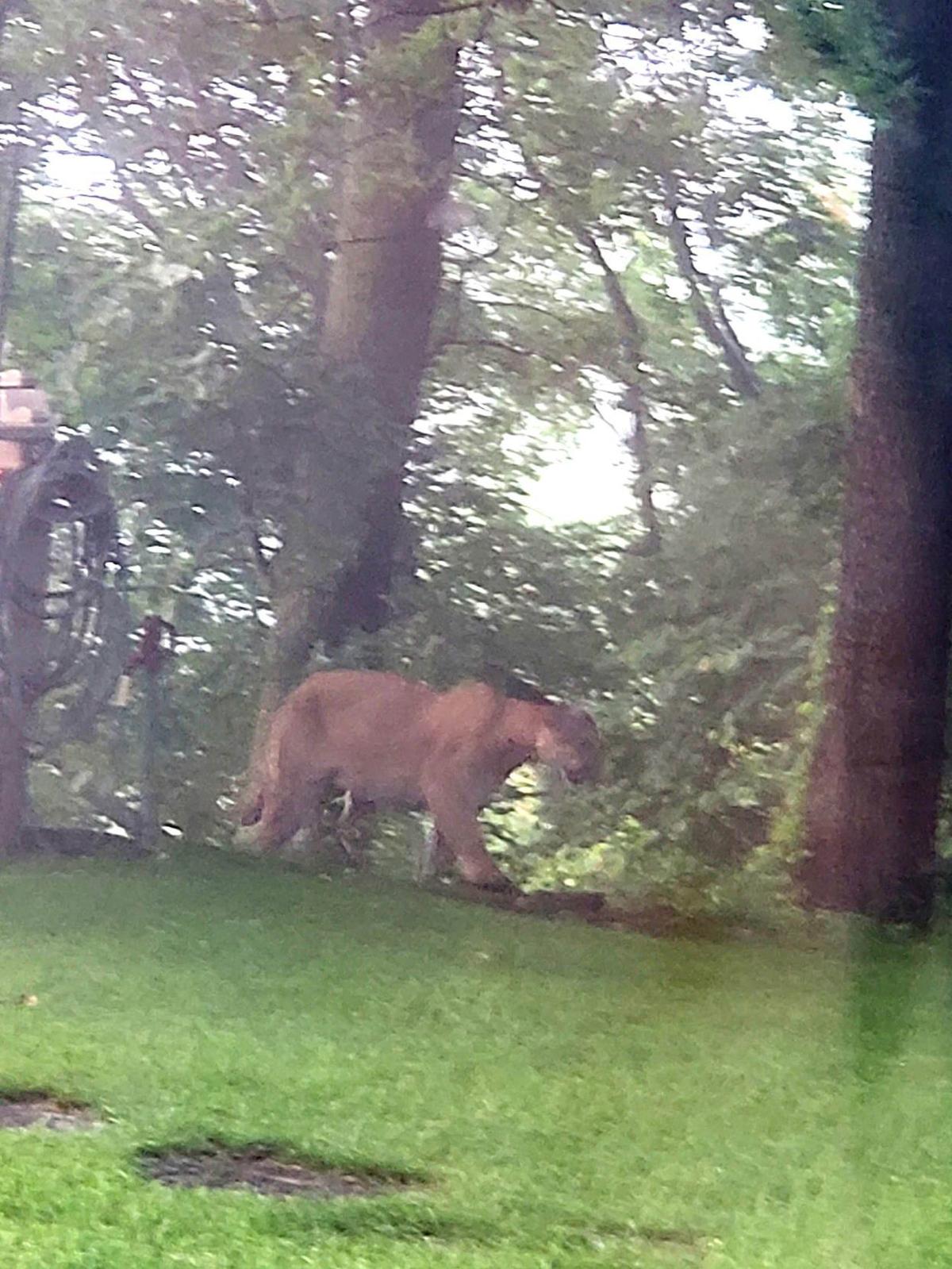 Mountain lion sighting confirmed at Hudson Lake home State & Regional