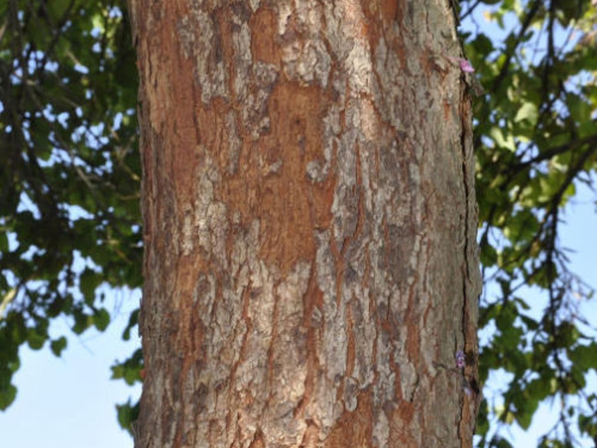 How To Diagnose Citrus Bark Diseases With Cracking And Peeling