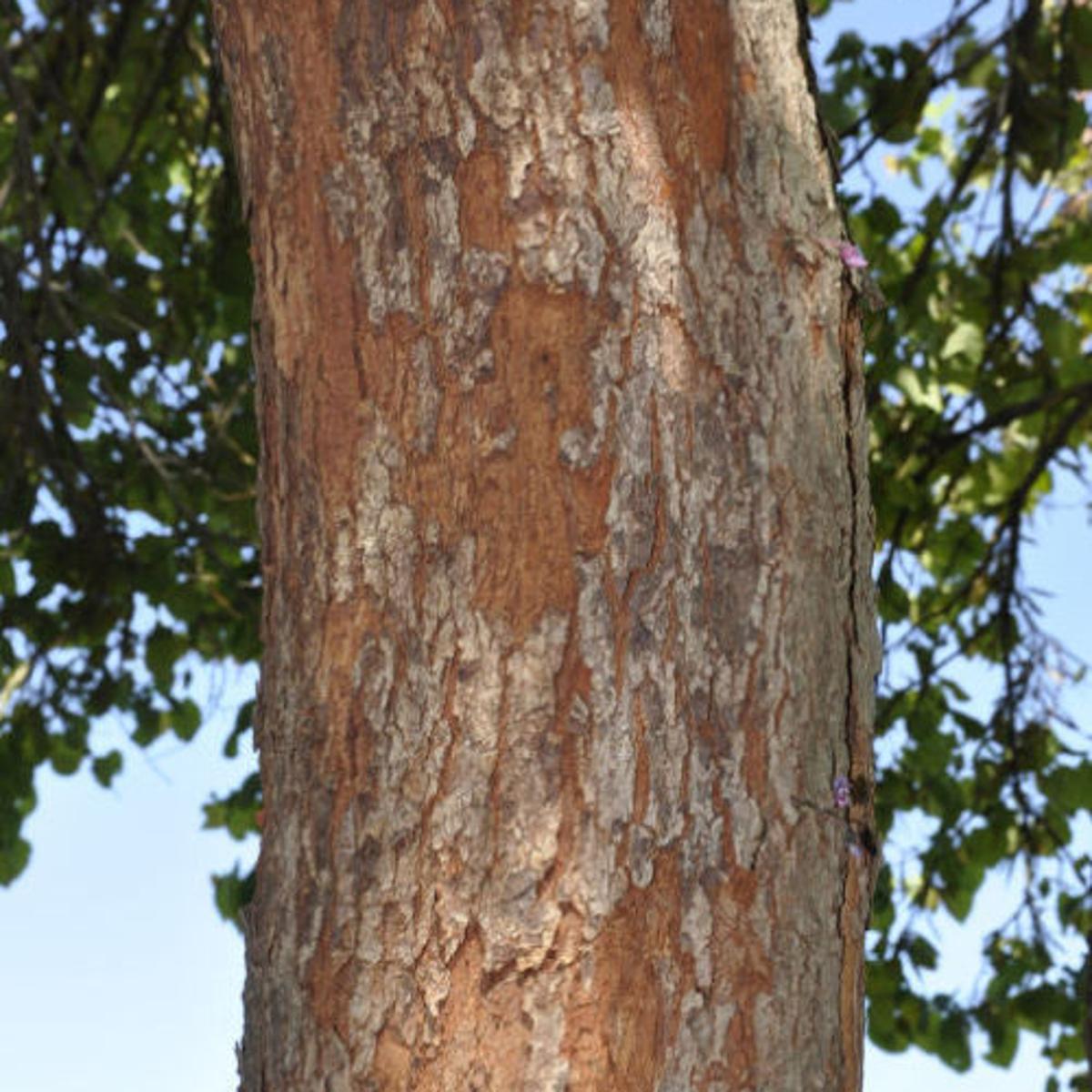 Help Why Is My Tree Shedding Its Bark Trees Unlimited