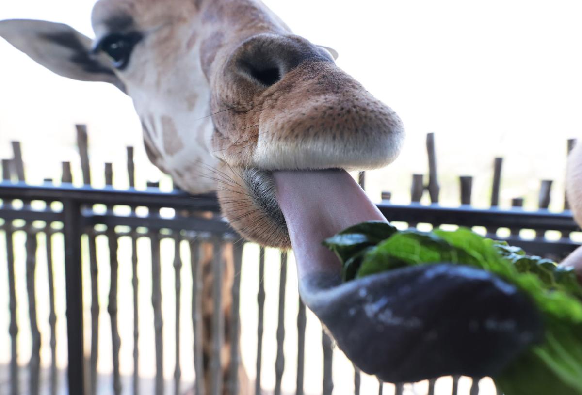 Tulsa Zoo visitors get up-close and personal with animals | Tulsazoo
