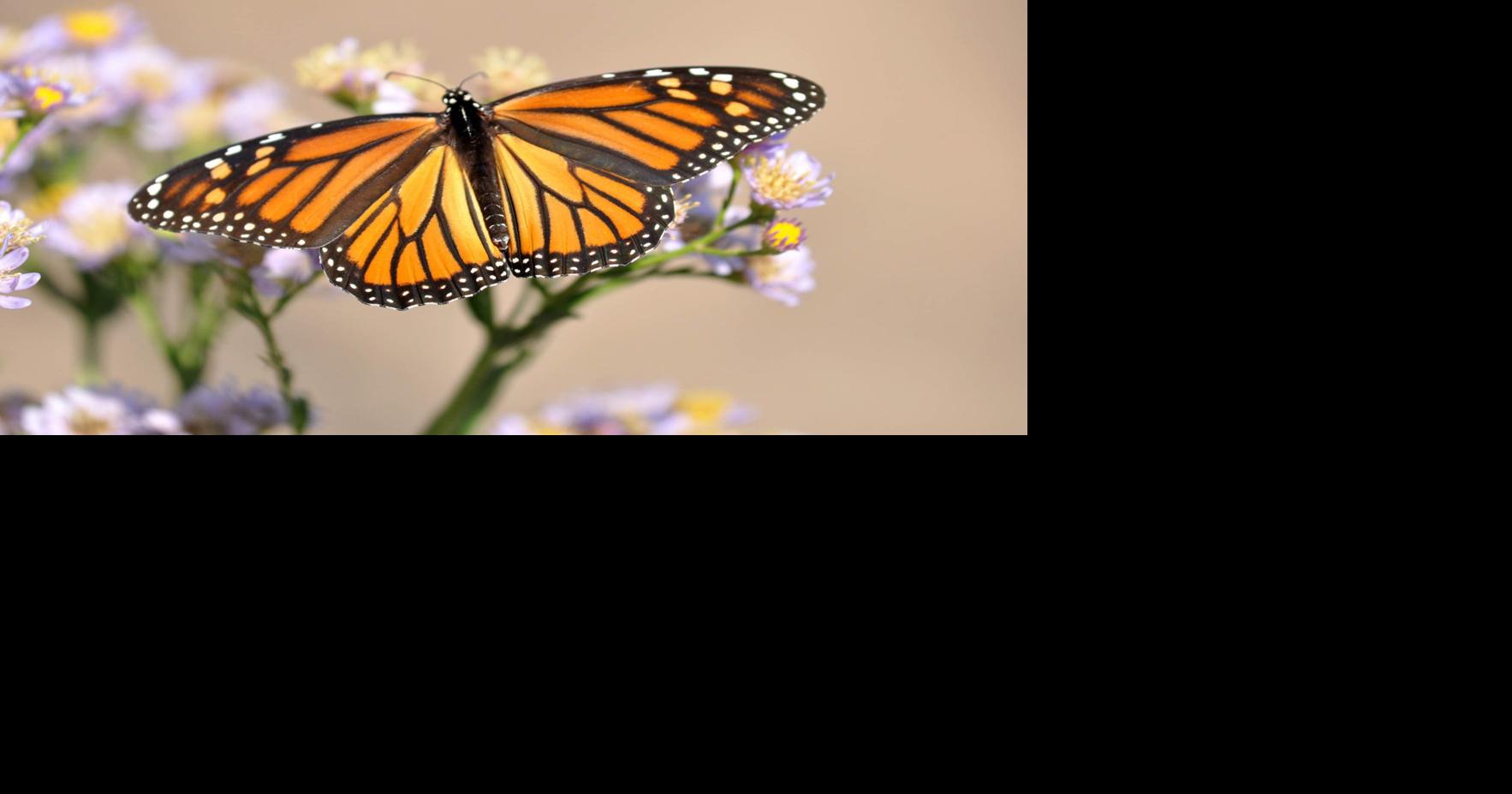 Monarchs on the Mountain in Tulsa today; "incredible" migration could