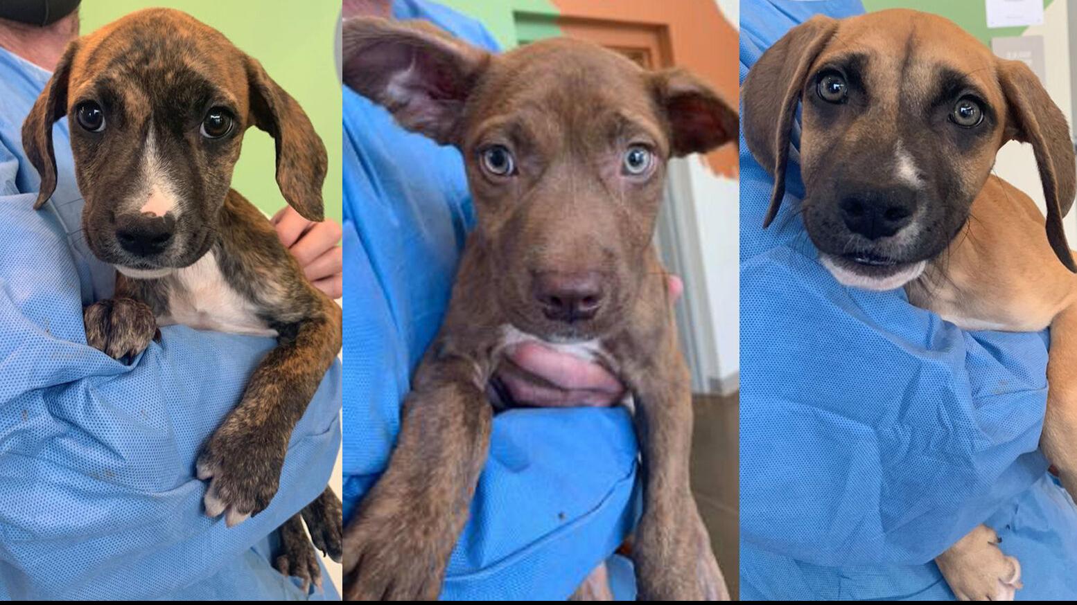 Tulsa Spca Seeks Help After Taking In 21 Dogs From Wagoner Area Local News Tulsaworld Com