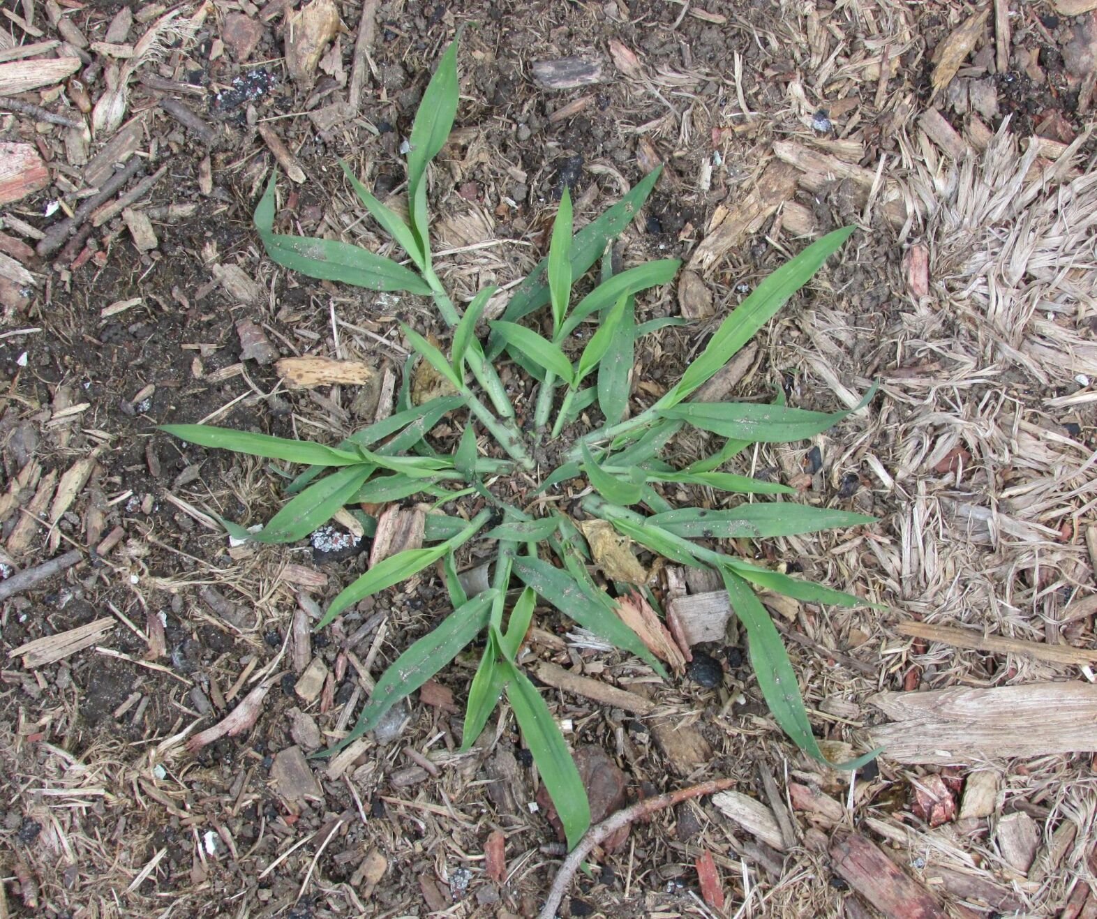 Master Gardener: Prevent Weeds Now With A Pre-emergent