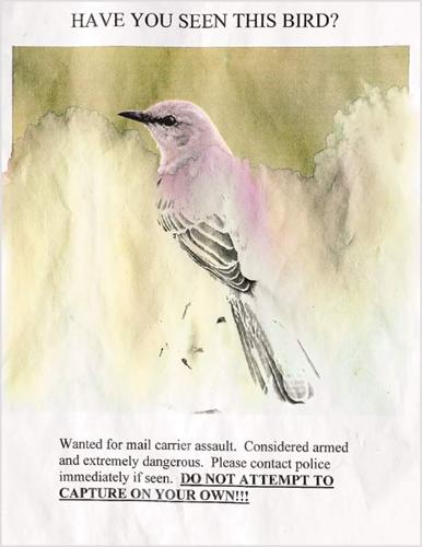 Wild bird warning: Mockingbird stalks mail carrier