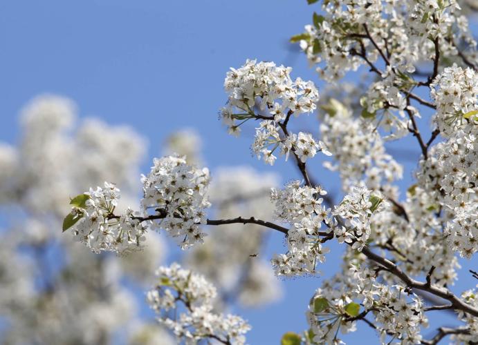 Master Gardener: Tips to prevent rust disease in trees; why ...