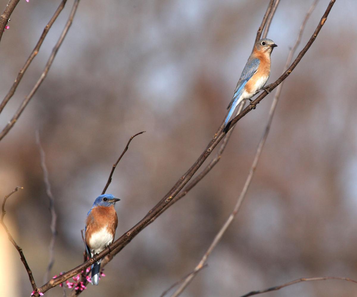 Photo Gallery: Bluebirds begin building their nest | Slideshows