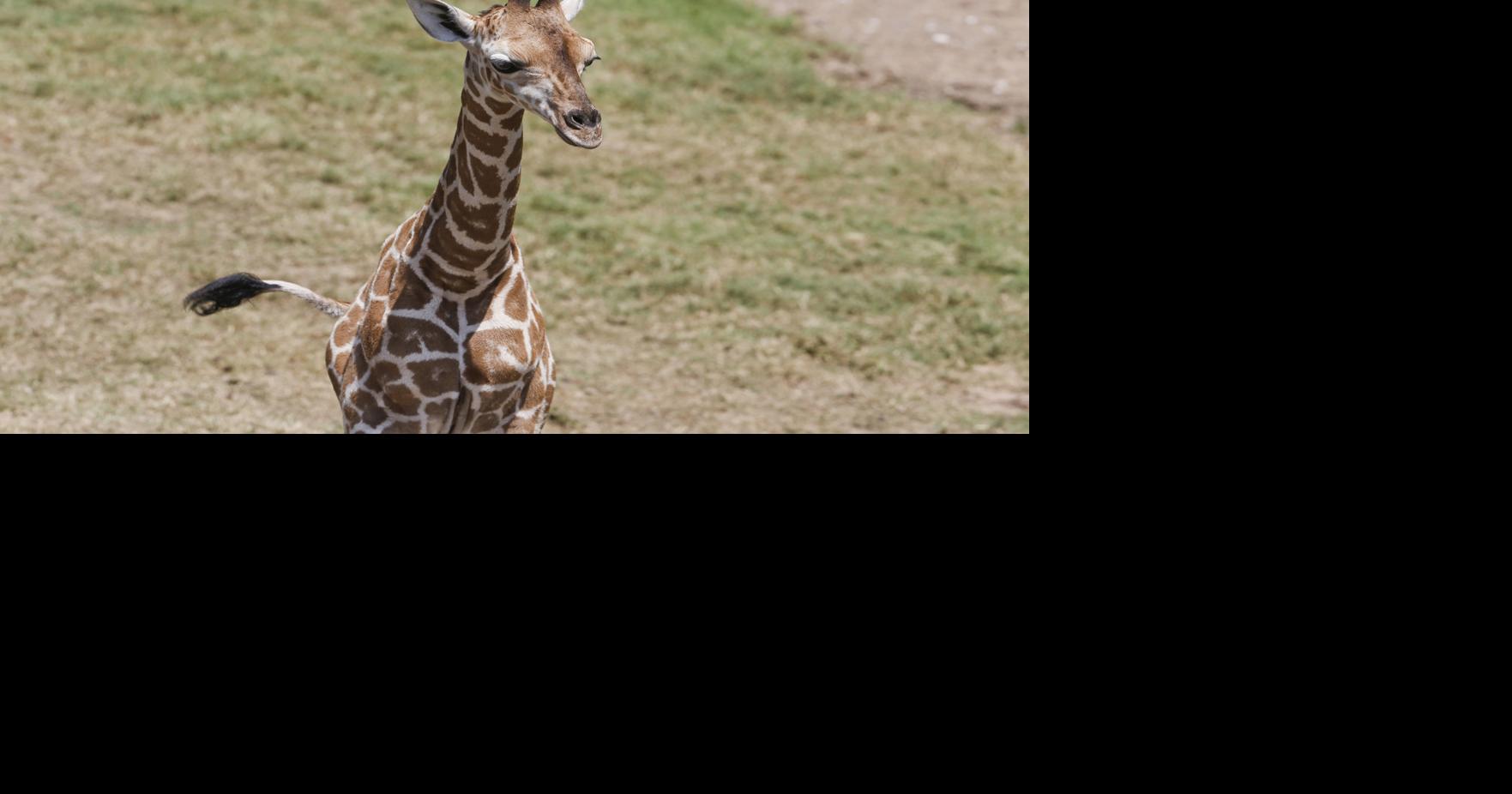 Tulsa Zoo announces baby giraffe's new name, inspired by Osage language