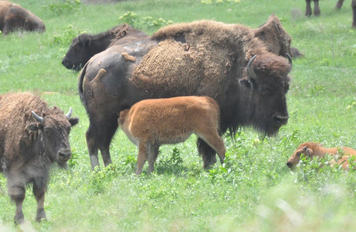 Bison Oklahoma's State animal News