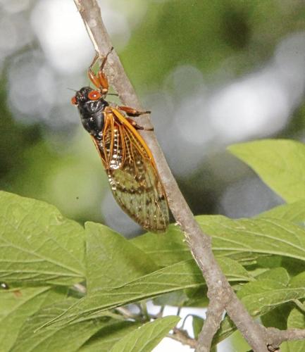 Crazy for cicadas: Previously undocumented brood hatching in Oklahoma ...