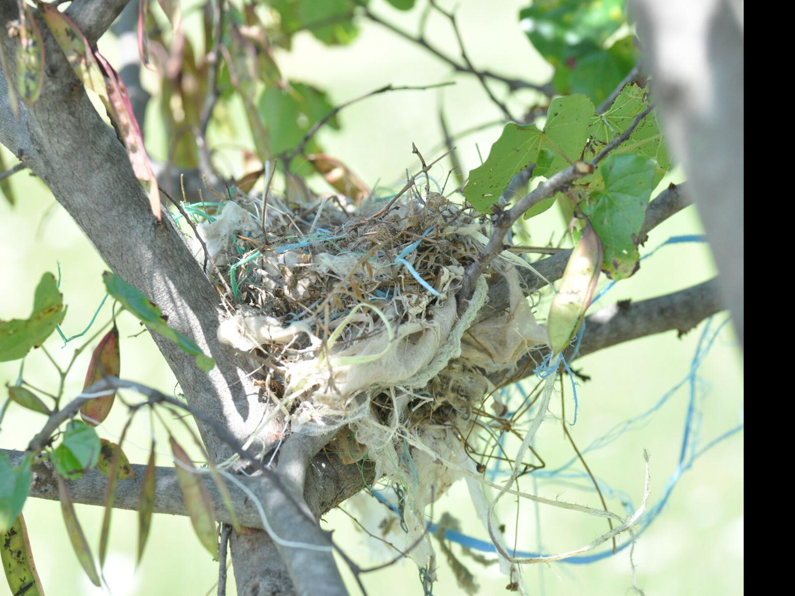 Nature Note: Scissor-Tailed Flycatcher State Bird of Oklahoma ...