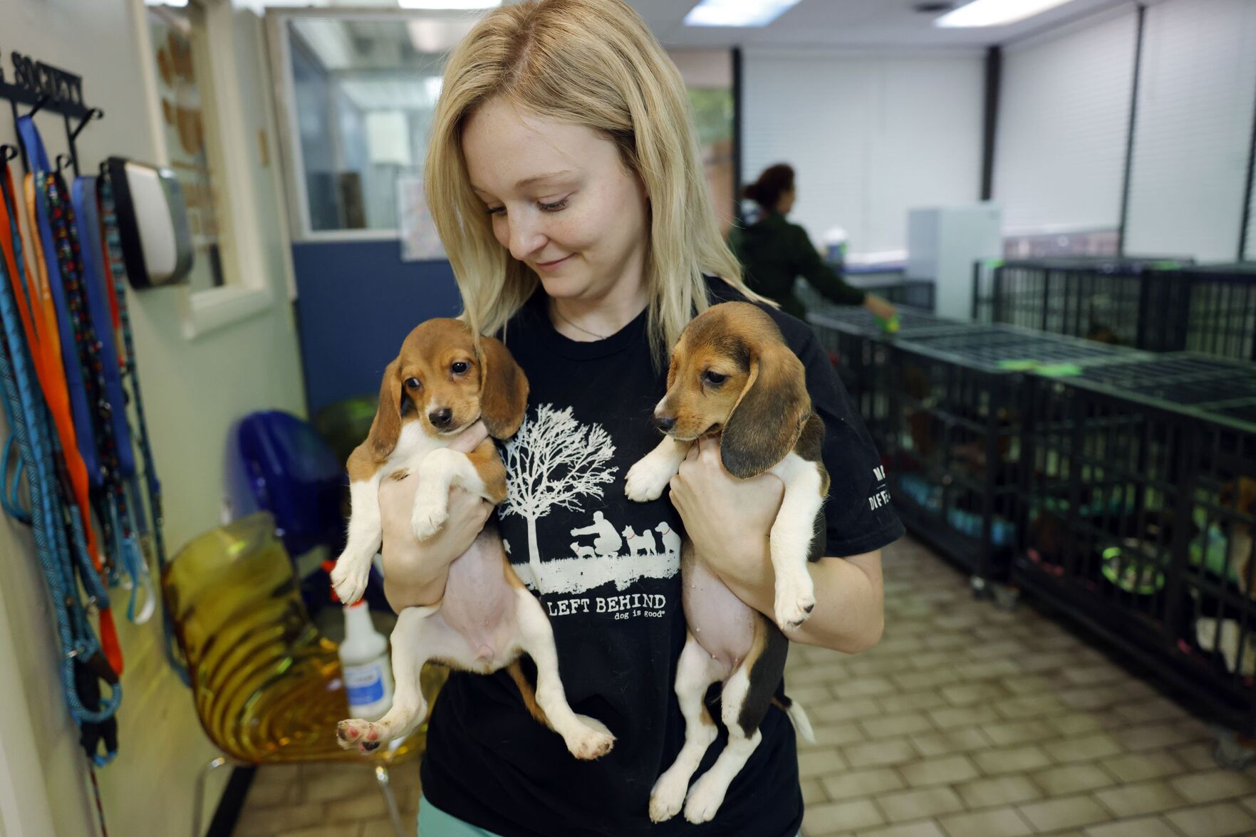 Local sales beagle rescue