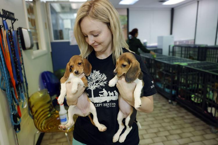 Tulsa serving as waystation for 200 beagles as city's animal shelter shares  capacity concerns