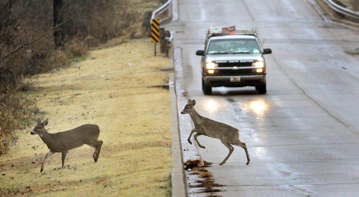1 in 113 chance in Oklahoma of a motorist hitting an animal, most