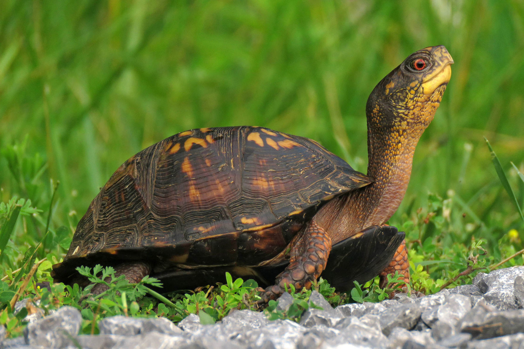 box turtle pet