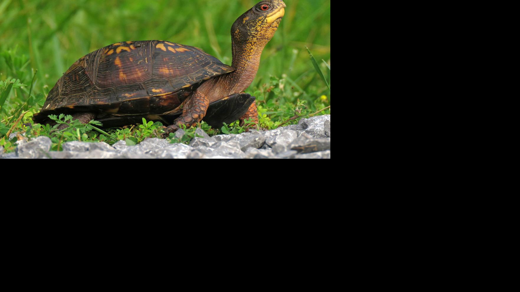 Collinsville Man Charged With Mailing Protected Turtle Species To