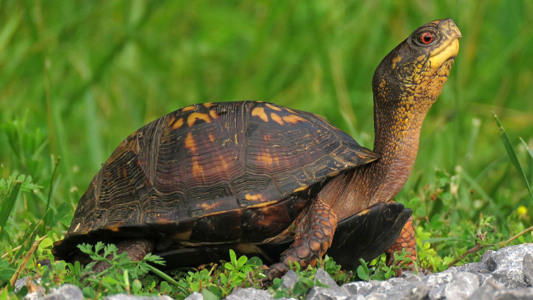 Collinsville Man Charged With Shipping Protected Turtles To Exotic Pet Store In Las Vegas Crime News Tulsaworld Com Collinsville Man Charged With Shipping Protected Turtles To Exotic Pet Store In Las Vegas Crime News Tulsaworld Com