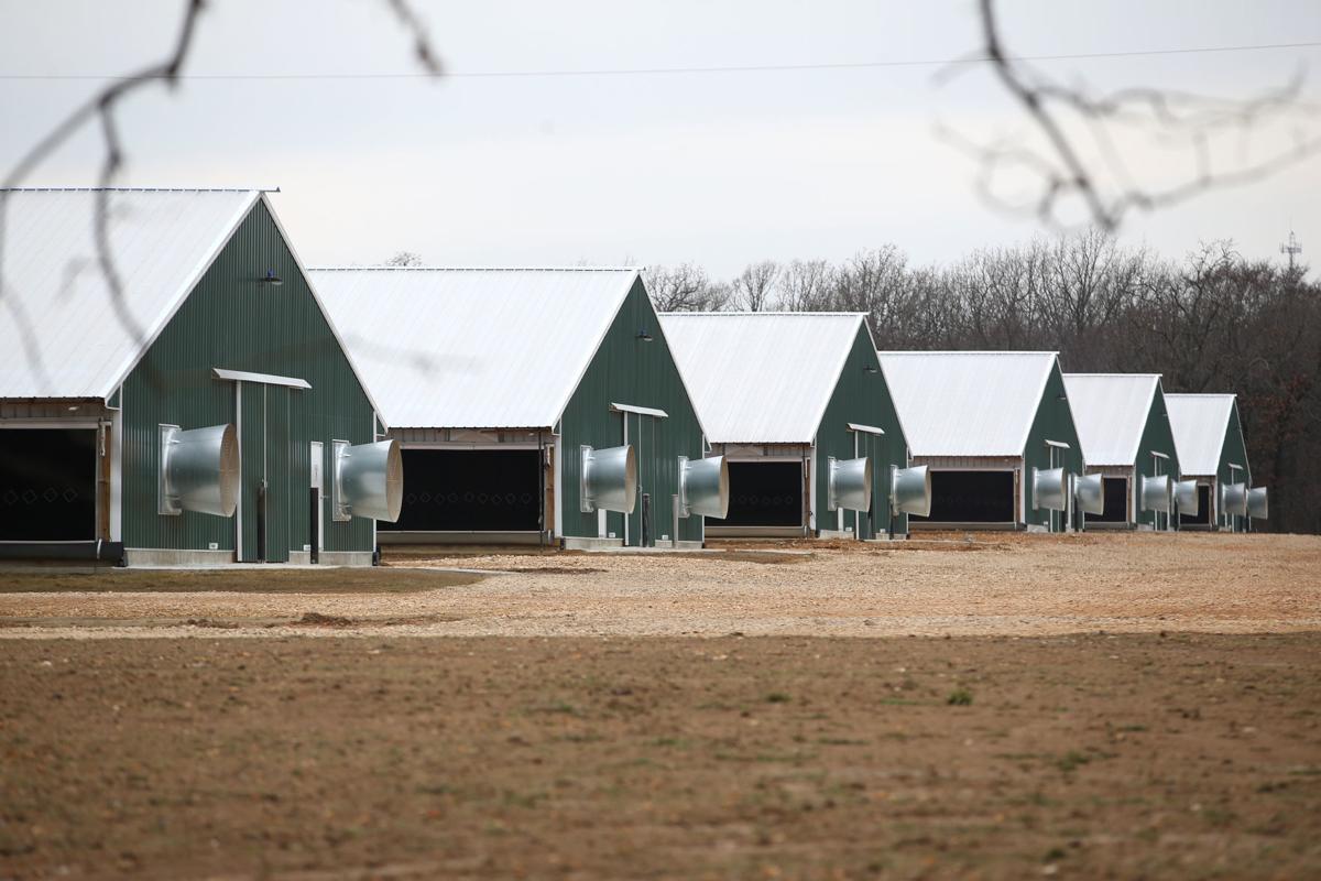 Oklahoma one of few states to adopt poultry setback rules Local News