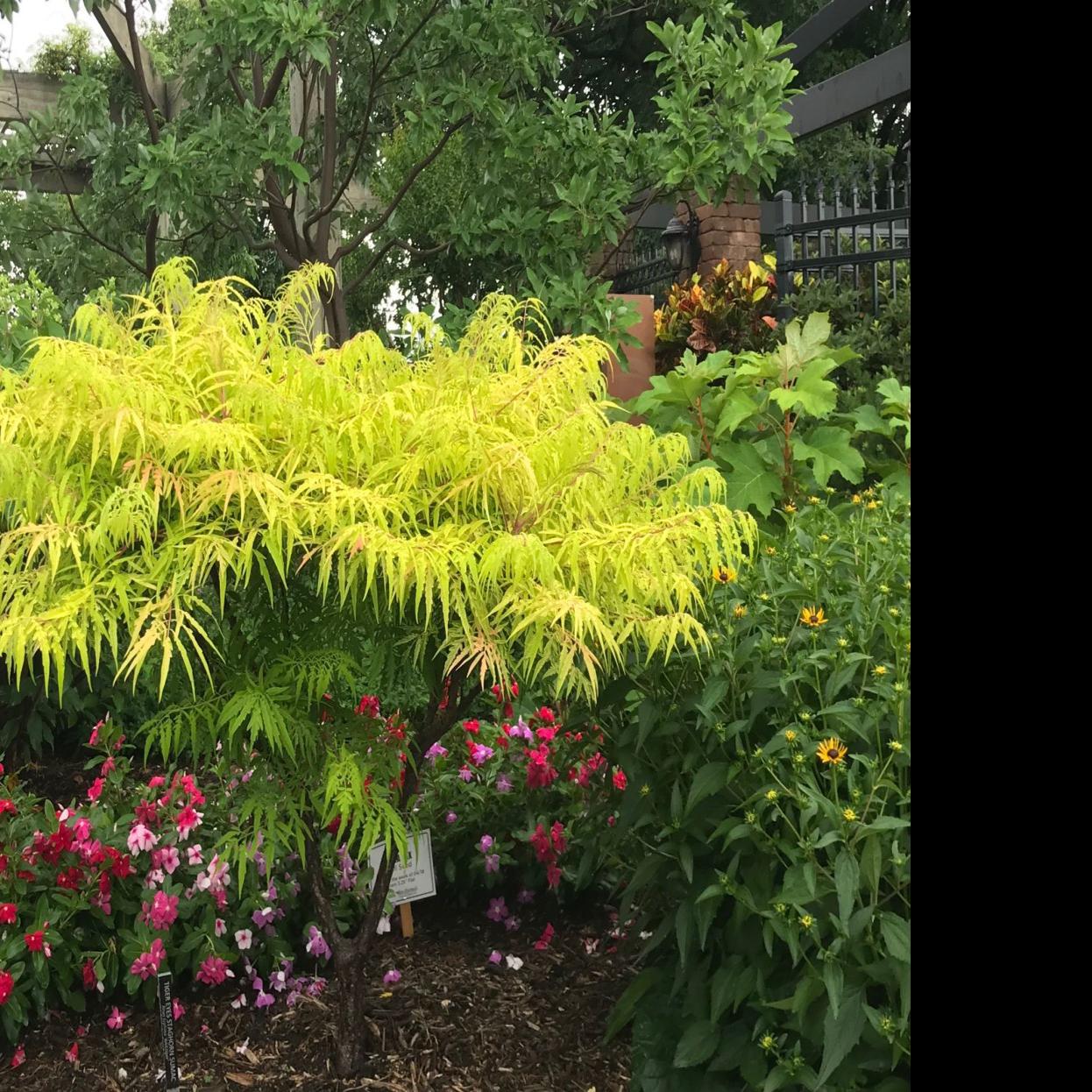 Barry Fugatt Linnaeus Teaching Garden Tours Spotlight Shrubs