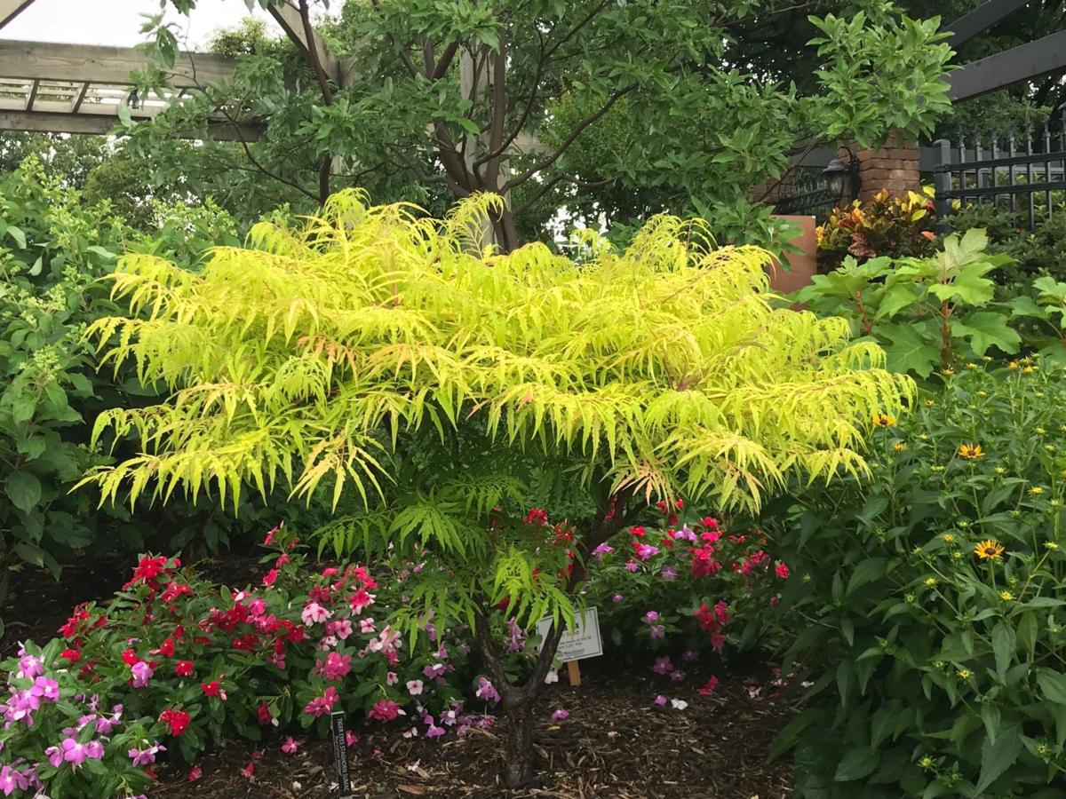 Barry Fugatt Linnaeus Teaching Garden Tours Spotlight Shrubs