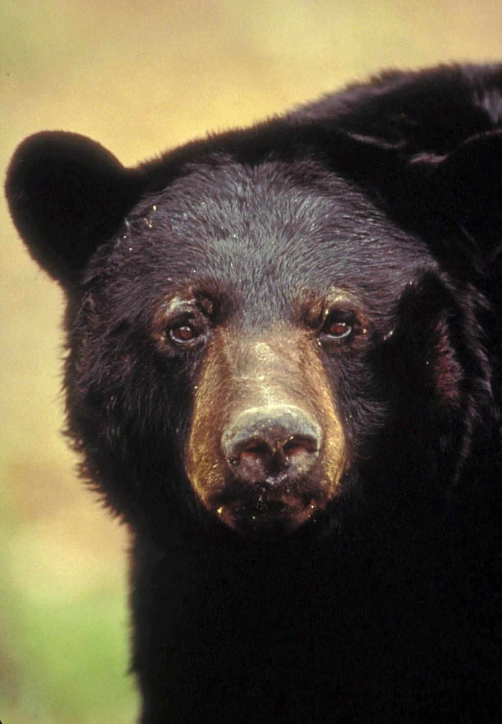 Wildlife Department Spreads Word On Expanding Bear Population Sports News Tulsaworld Com