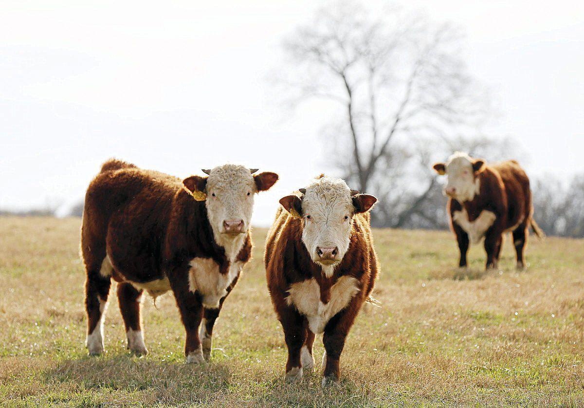 High market prices drive 2015 increase in Oklahoma cattle rustling