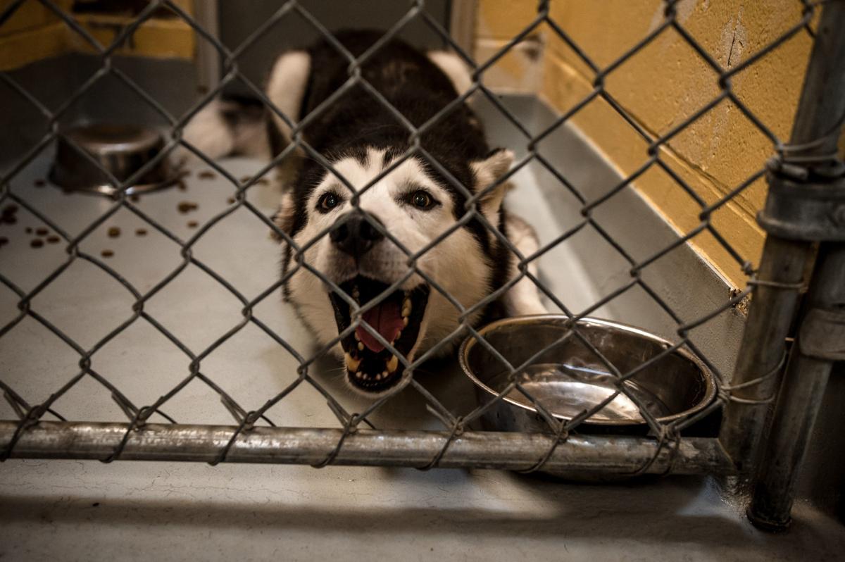 Spay Oklahoma Group Shares Concerns About Tulsa Animal Welfare Shelter Seeks New City Protocol Local News Tulsaworld Com