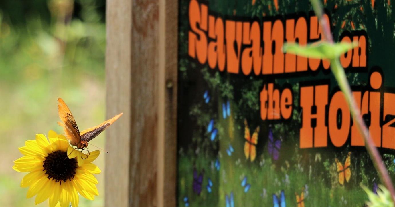 Butterfly savanna beginning to take wing at Keystone Ancient Forest - Vimarsana News