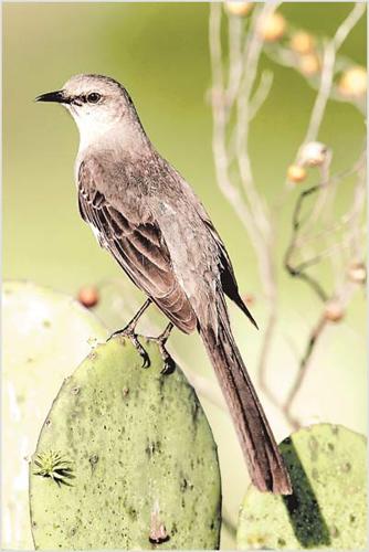 Wild bird warning: Mockingbird stalks mail carrier