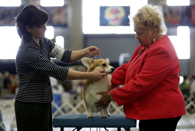 Photo gallery Tulsa Dog Show brings bark to Tulsa Communities