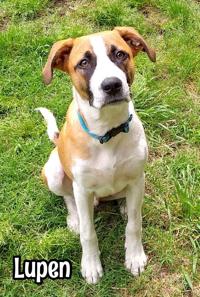 Lupen