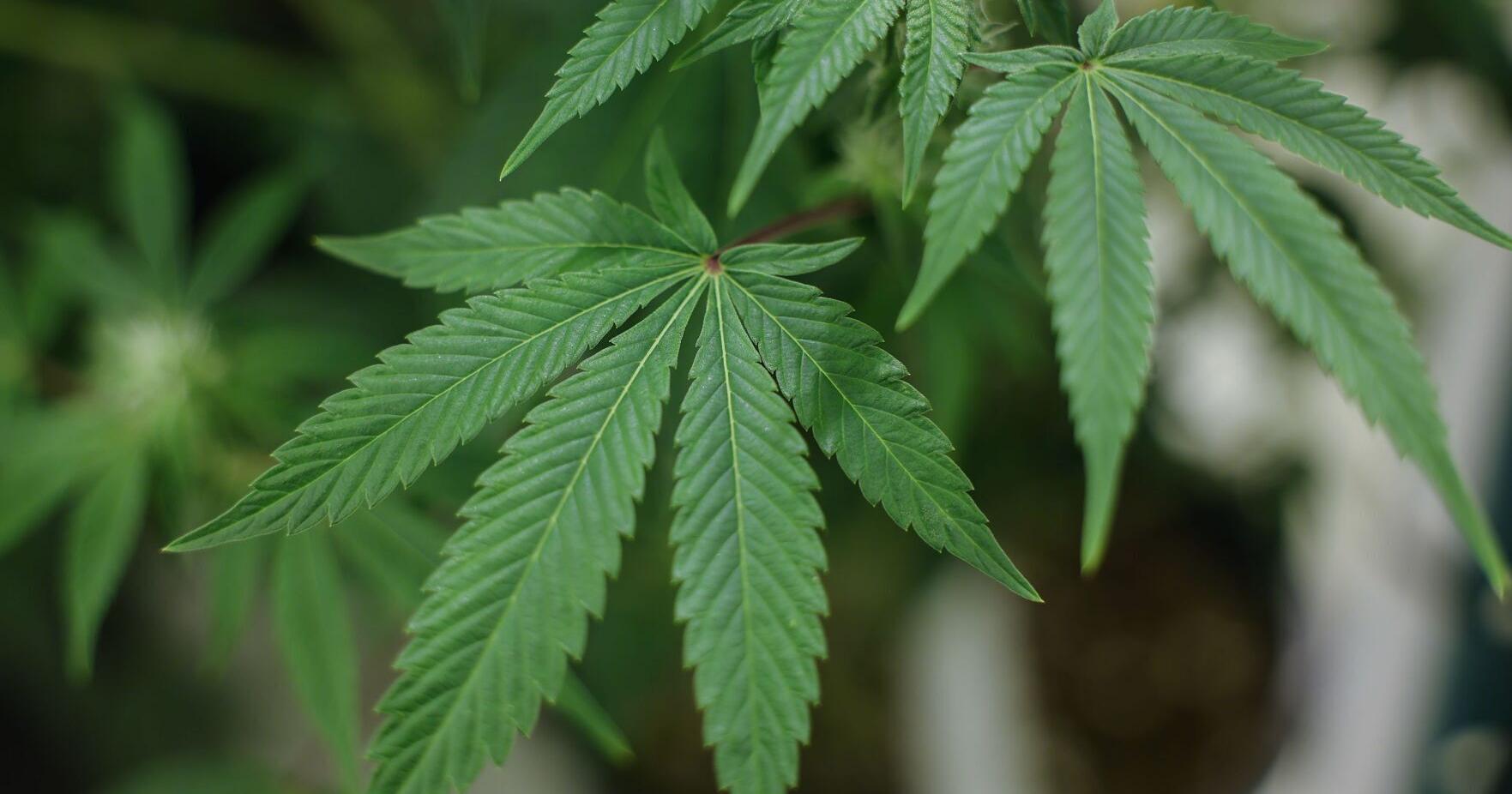 Oklahoma Medical Marijuana Authority director Q&A - Vimarsana News