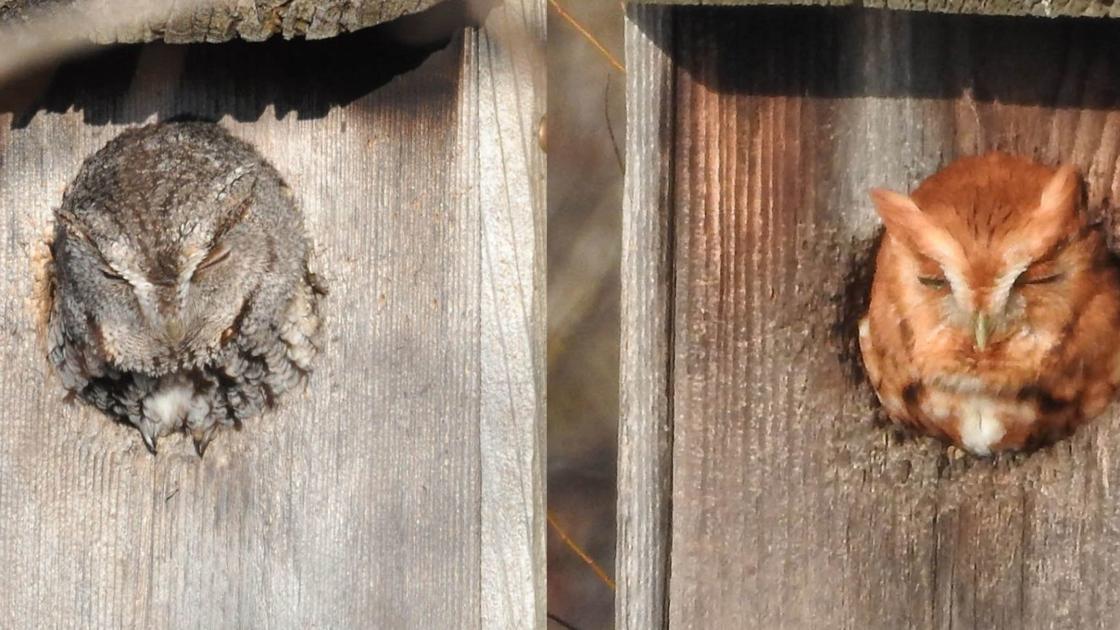 Build A Screech Owl Nesting Box From