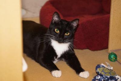 Feline Rescue Giving Cats Homes For 17 Years News Tulsaworld Com