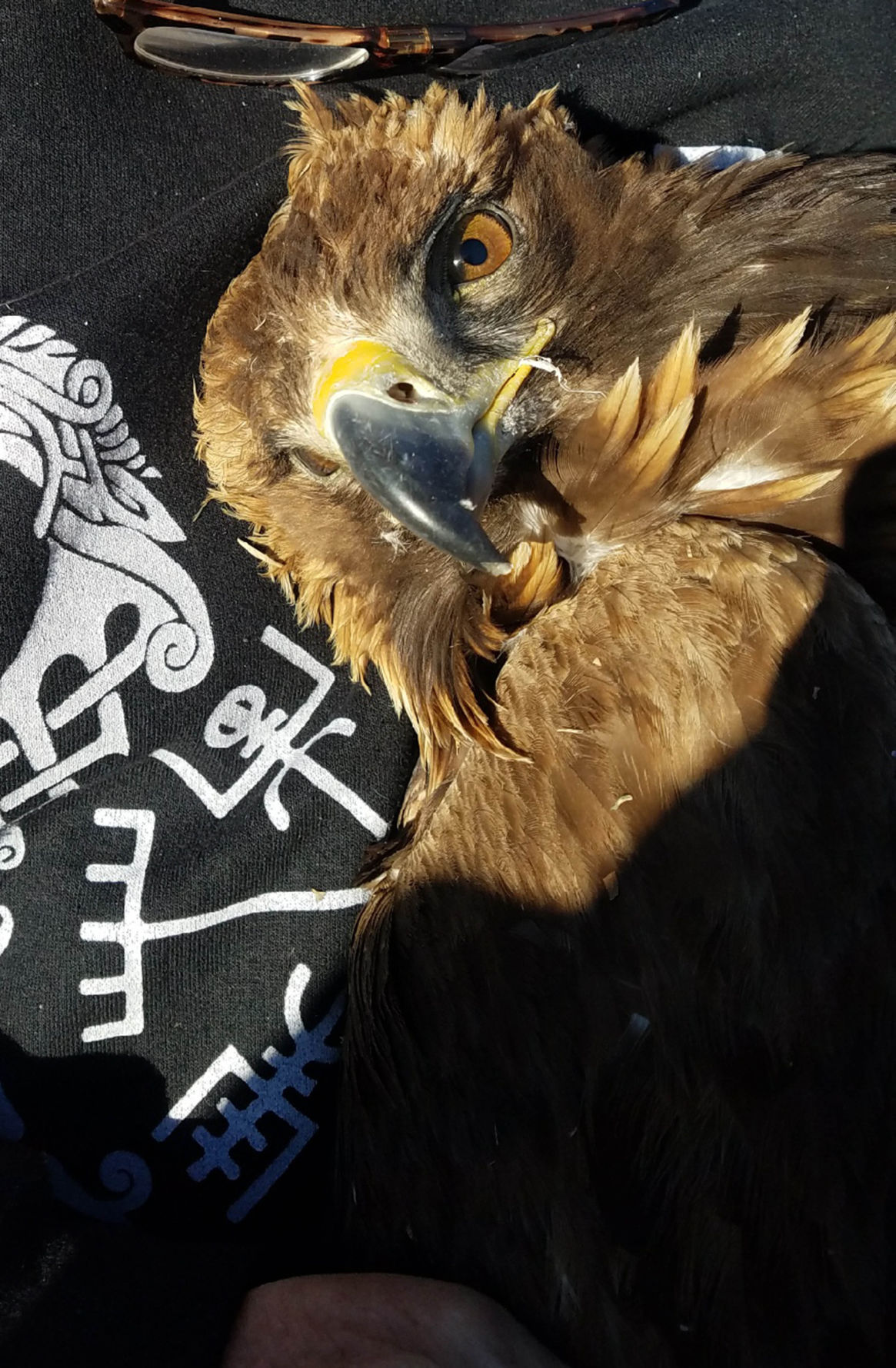 golden eagle rescued after flying into pole; Tulsa Zoo