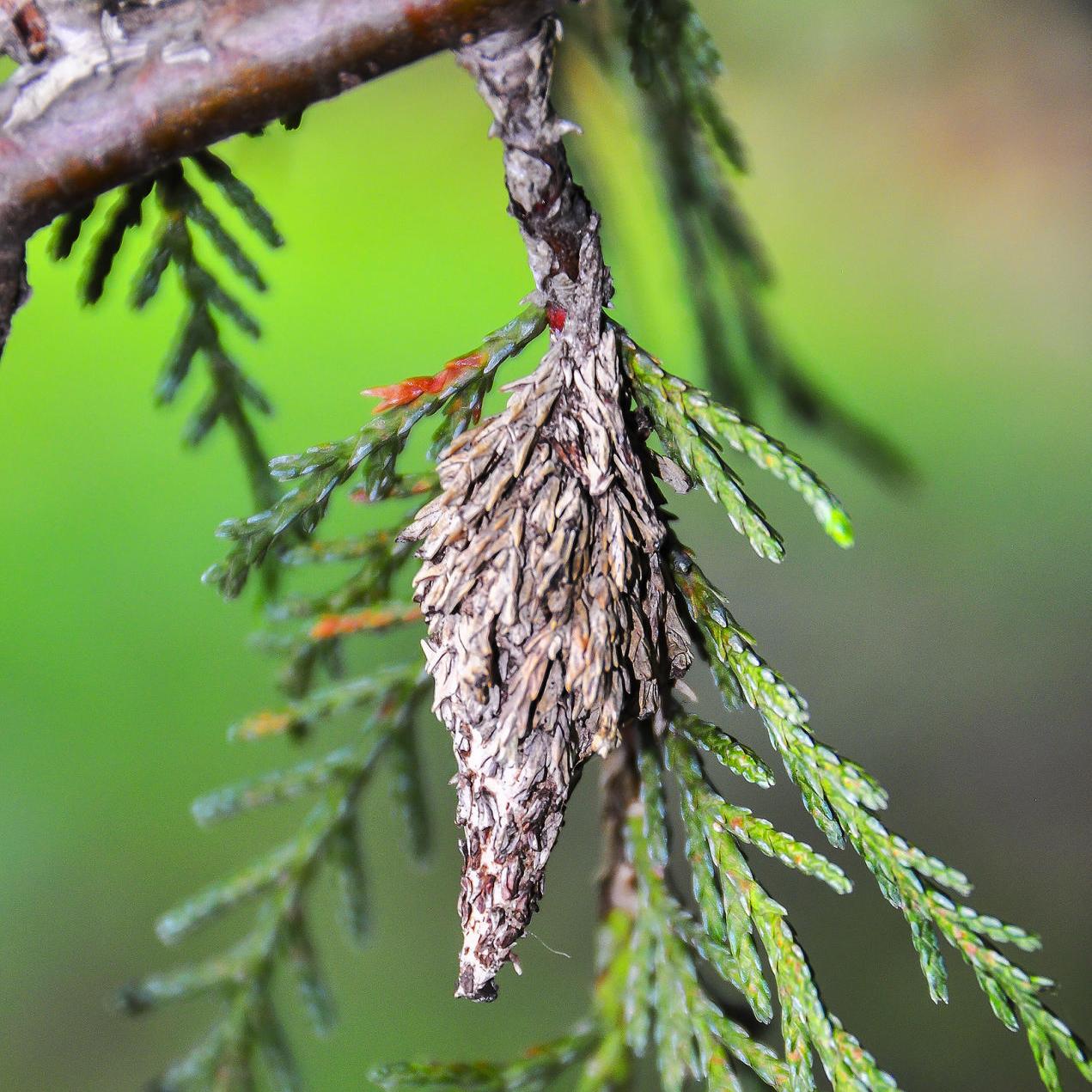 Master Gardener Dealing With Pesky Bagworms Home Garden Tulsaworld Com Master Gardener Dealing With Pesky Bagworms Home Garden Tulsaworld Com