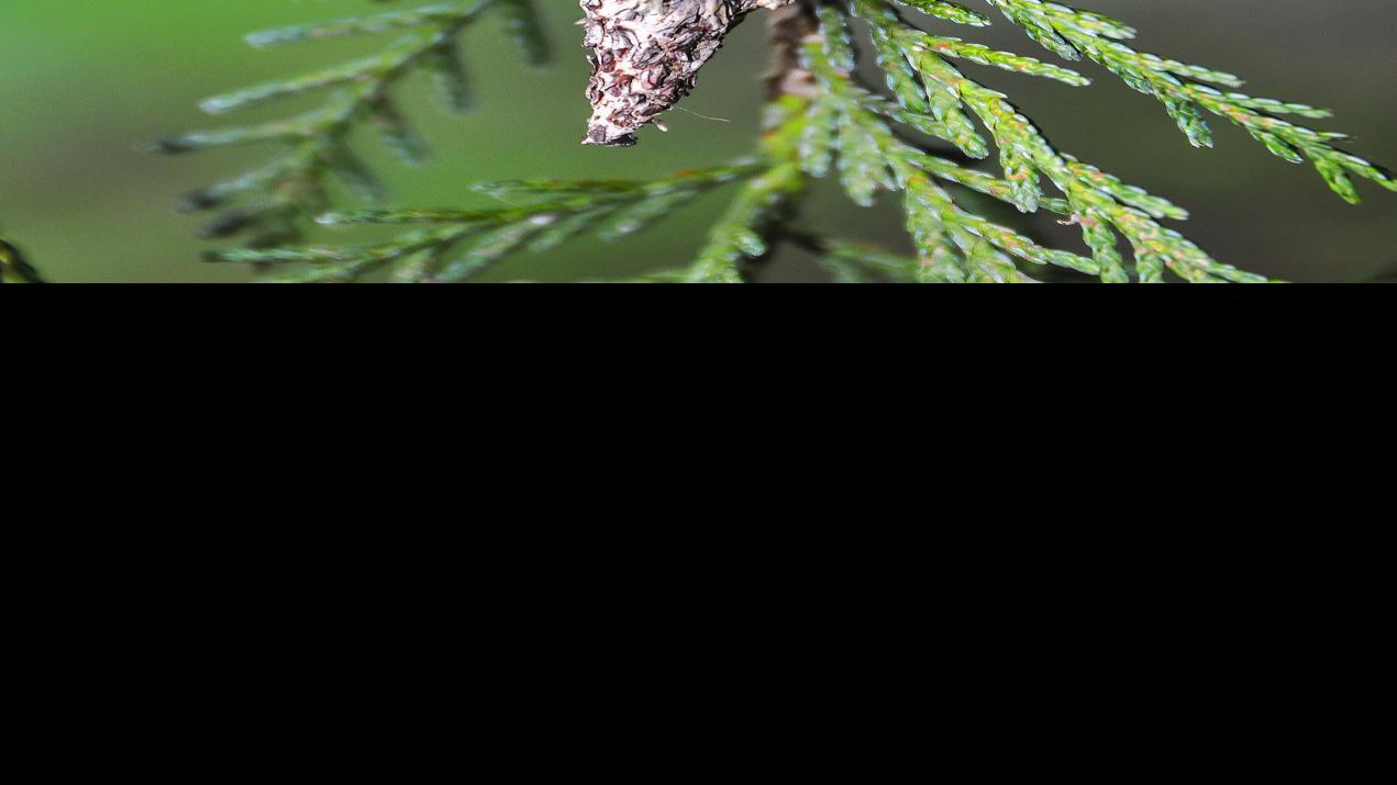 Master Gardener Dealing With Pesky Bagworms Home Garden