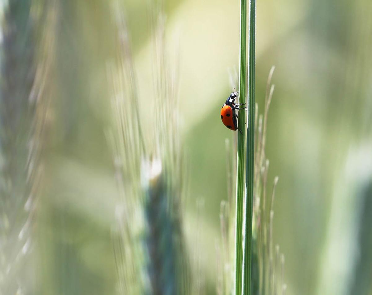 Lady Beetle Invasion Plentiful Bugs Help Crops But Are Stinky Messy Winter Home Invaders Local News Tulsaworld Com