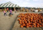 98. Buy a pumpkin and get lost in the corn maze at Carmichael's