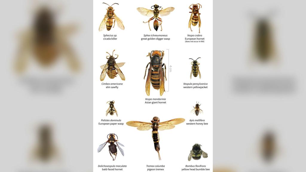 Q A Some Things To Know About The Murder Hornet Now In The Us