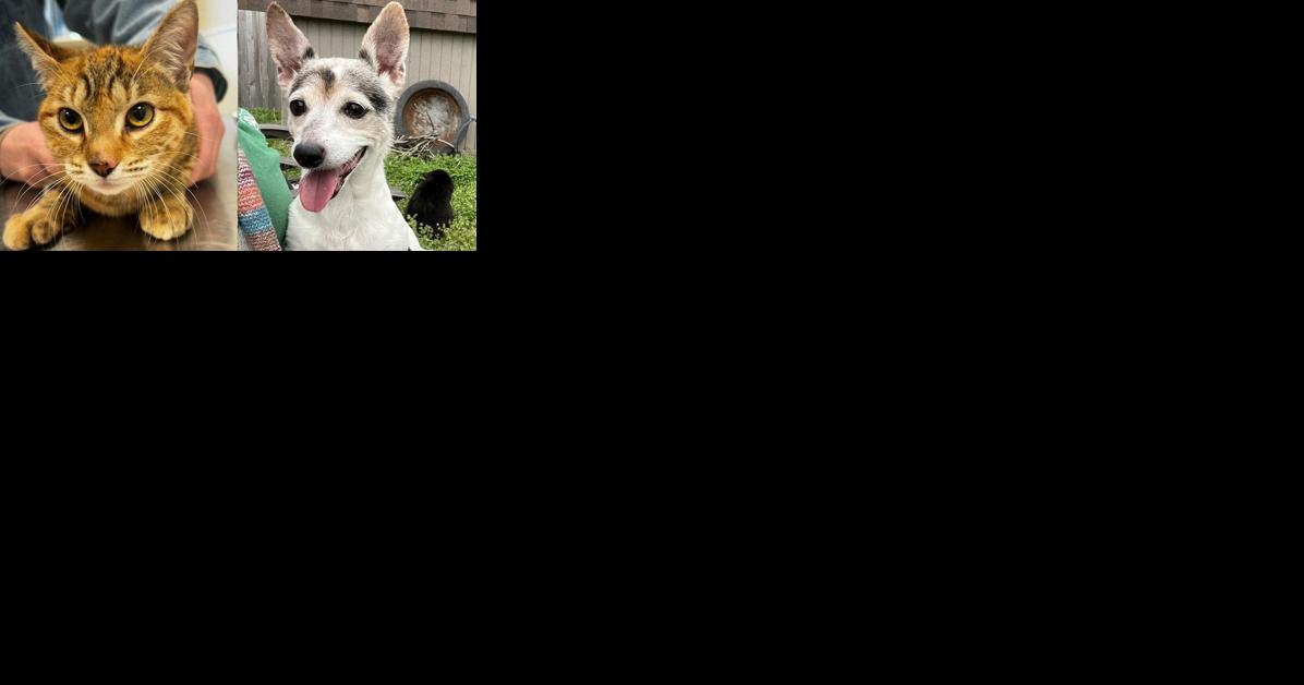 Pawsitively adorable: Meet 39 adoptable dogs and cats looking for love in the Tulsa area - Vimarsana News