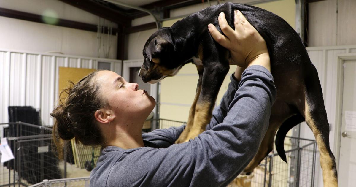 Finding a forever home: Skiatook Paws and Claws rescues, adopts animals in  need