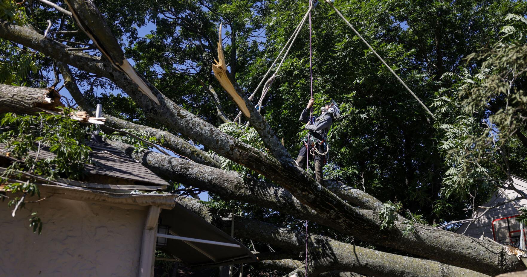 Wait could be weeks for tree removal service - Vimarsana News