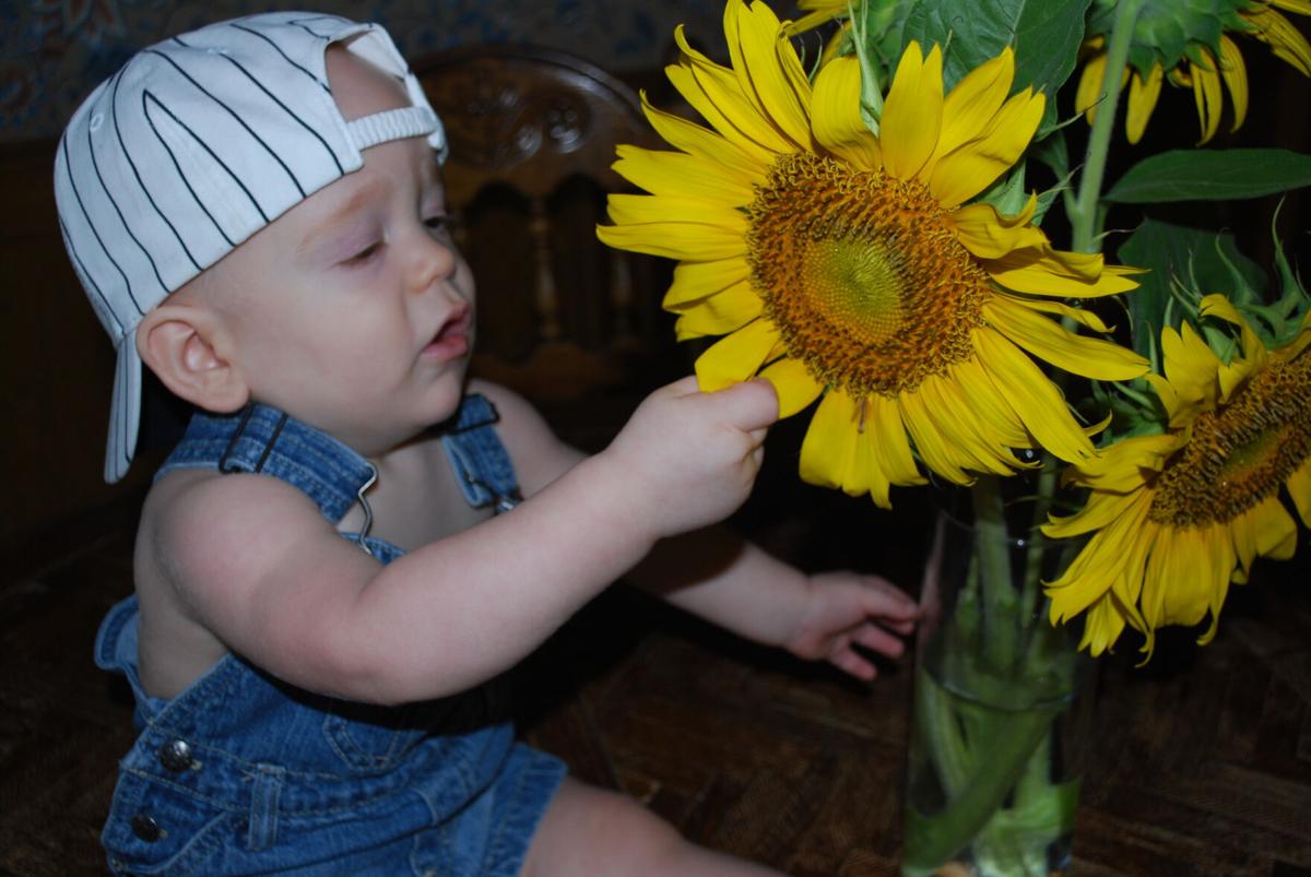 barry fugatt sunflowers bring smiles