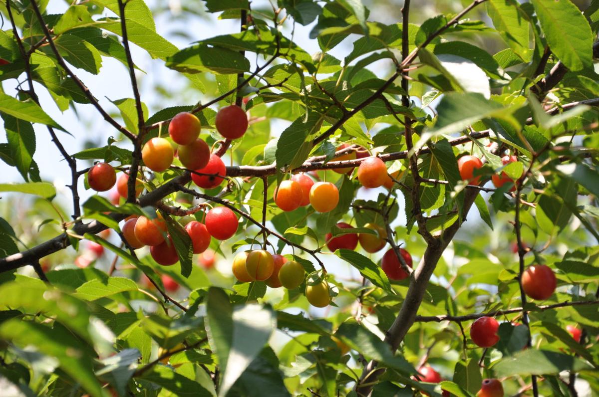 Now is the time to pick wild sand plums News