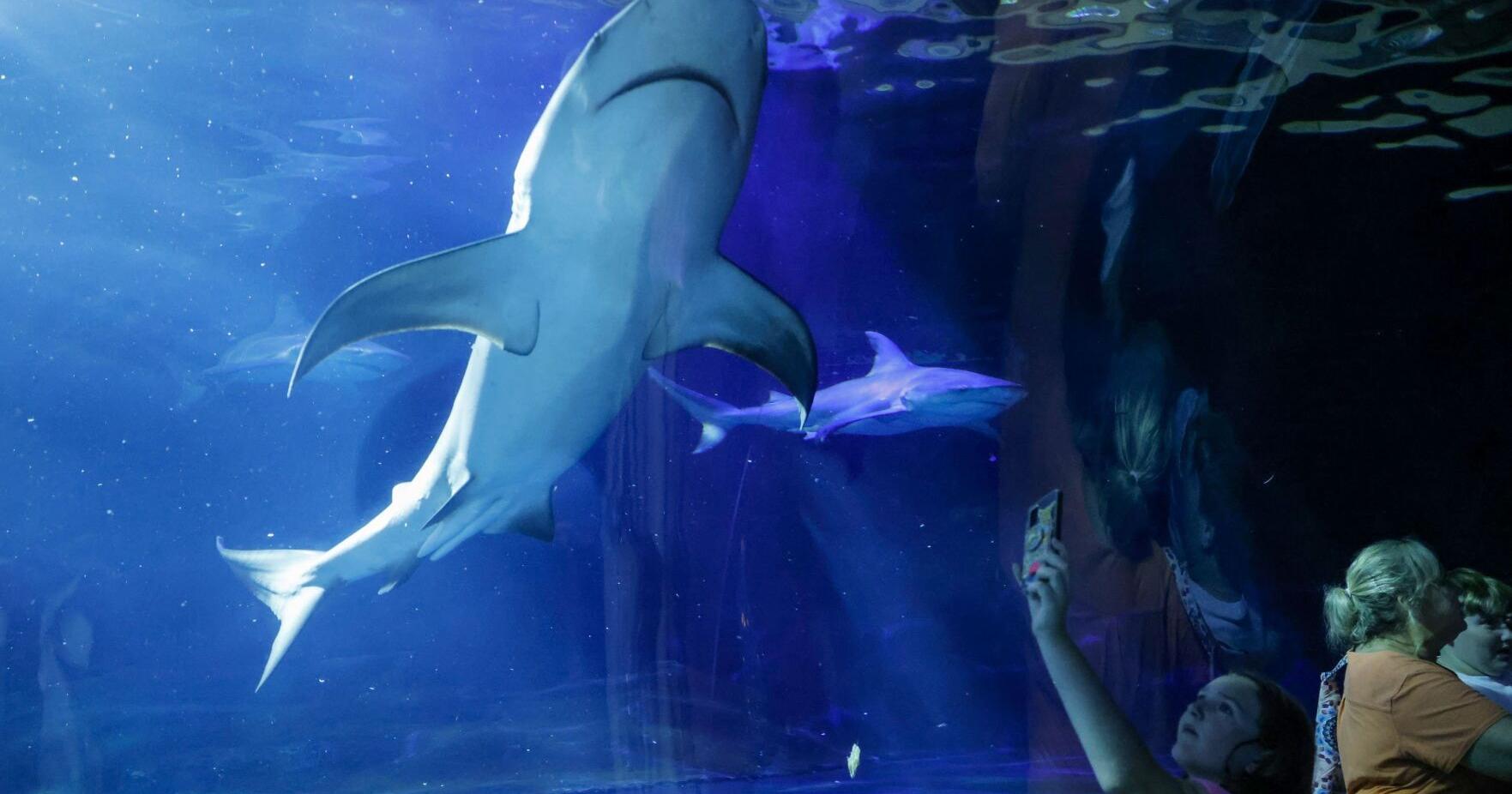 Things to do this weekend: Paramore concert, Jaws at the Aquarium, Long Island Medium - Vimarsana News