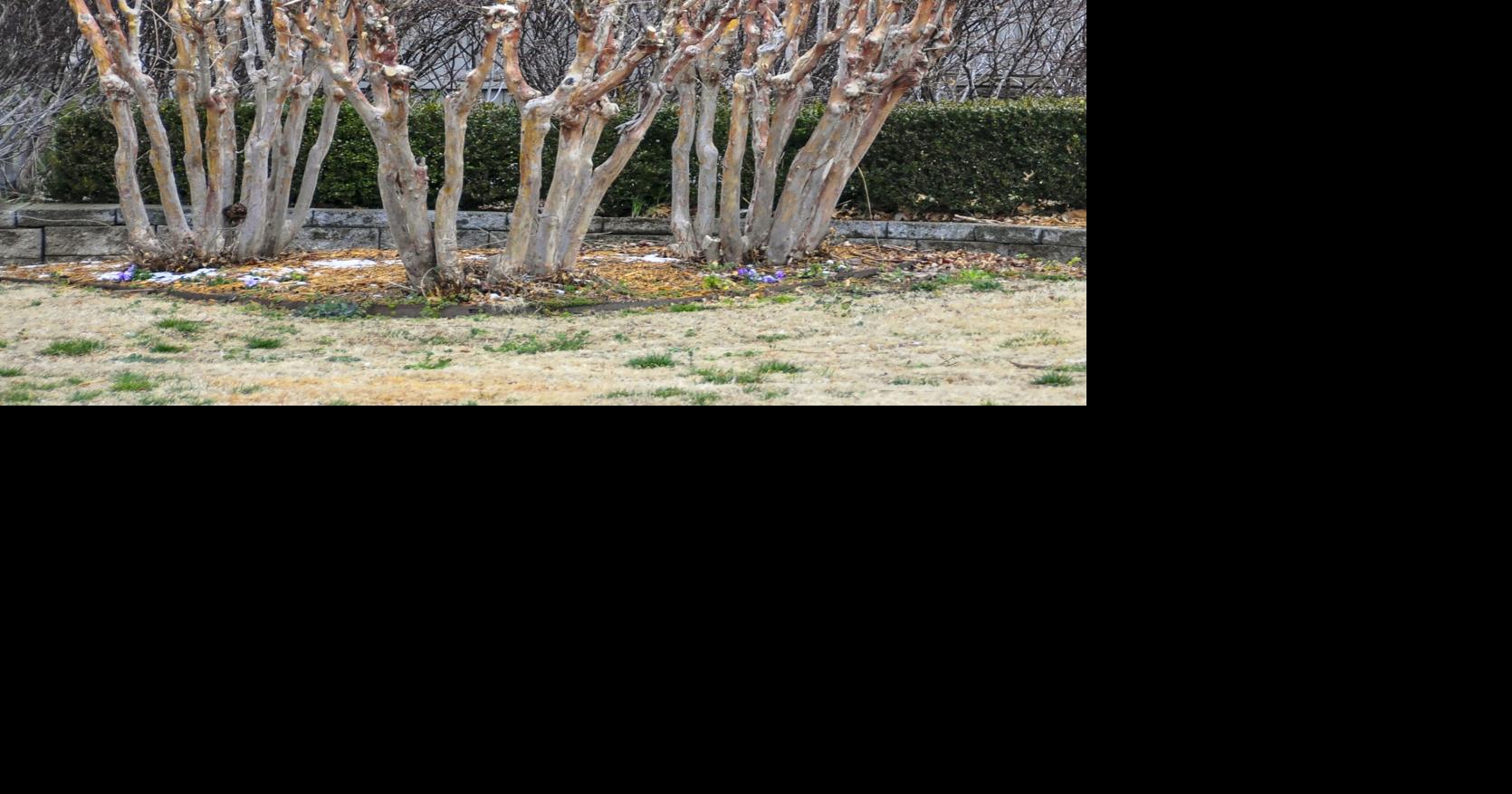 Master Gardener: Don't be guilty of 'crapemurder'