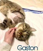 Gaston